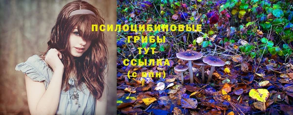 стаф Алзамай